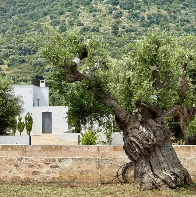 A monumental olive tree in front of a whitewashed house