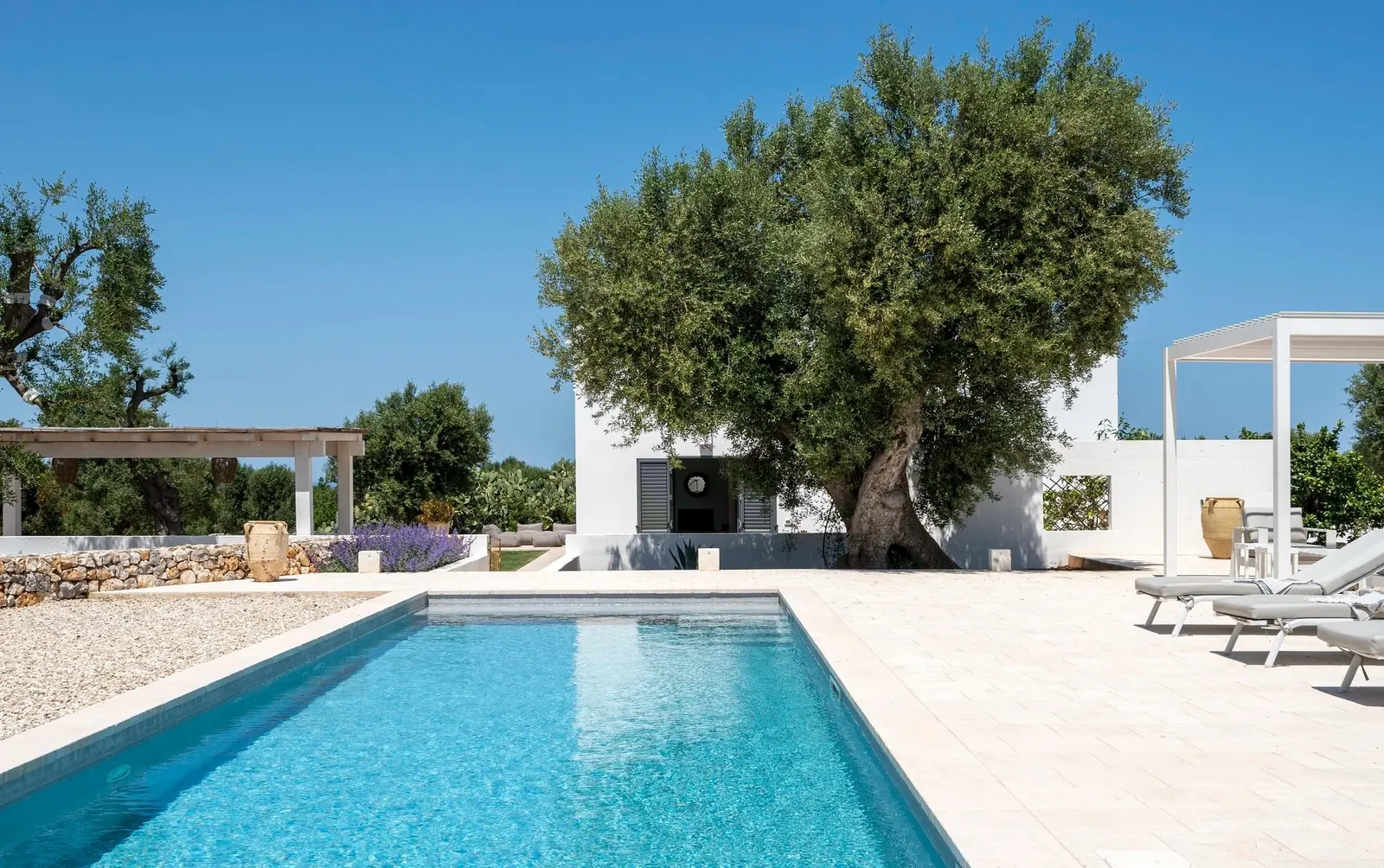 Casa Emilia's pool and whitewashed villa beneath an ancient olive tree