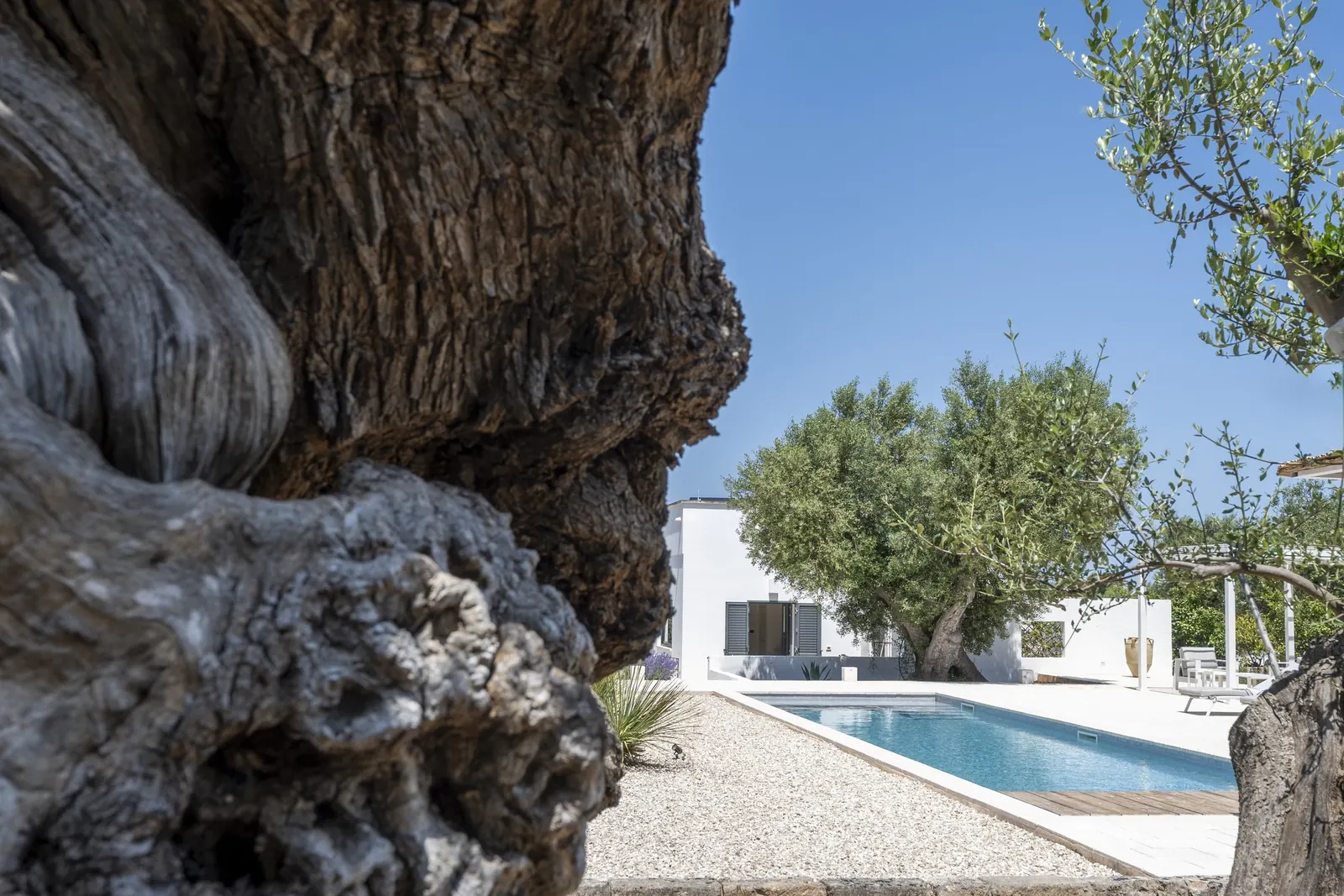Gnarled olive trunk framing the villa and pool