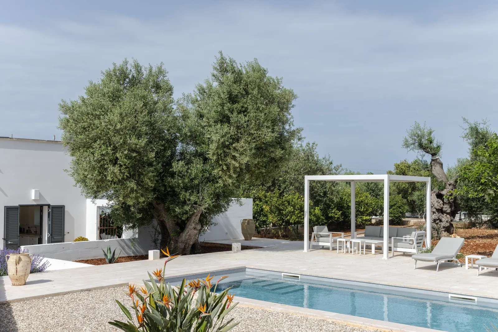 Pool and pergola beneath a large olive tree