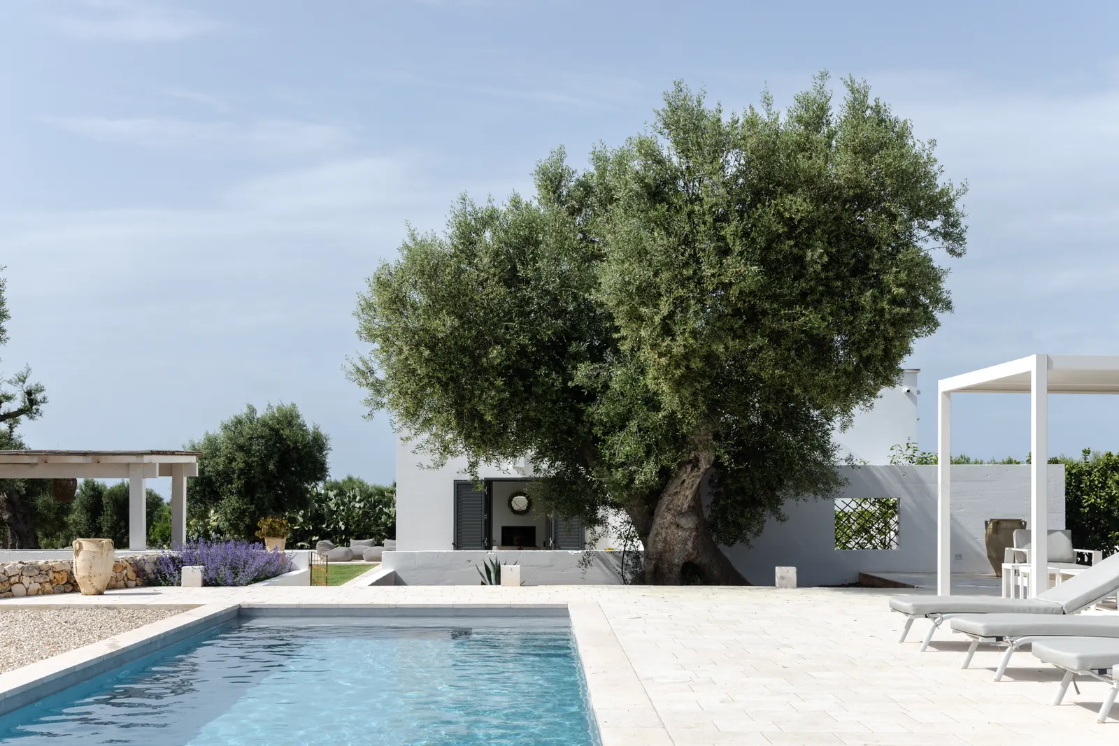 The villa, pool and olive tree from across the terrace