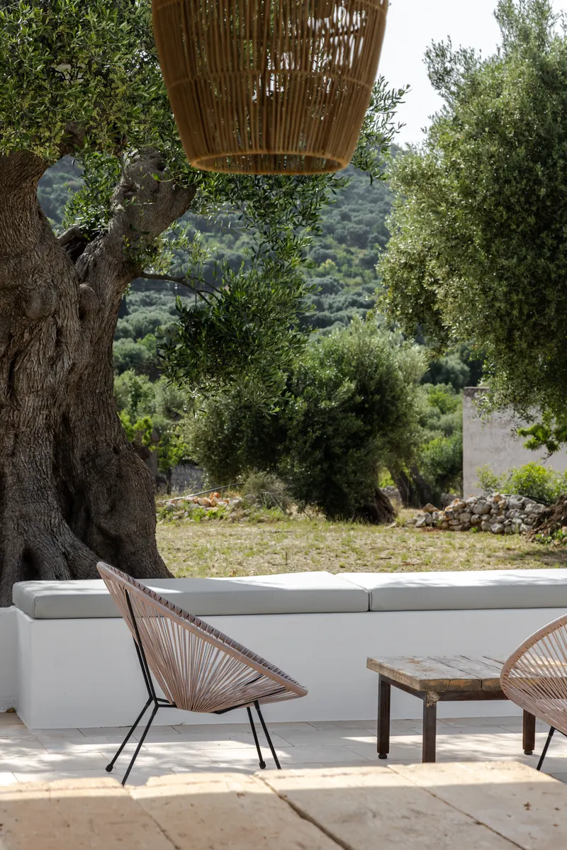 Chairs on the terrace beneath an ancient olive tree
