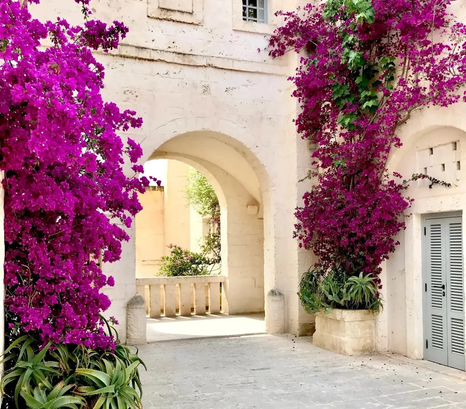 Bougainvillea climbing a whitewashed stone archway