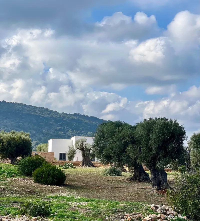 Villa among olive trees under a cloudy sky