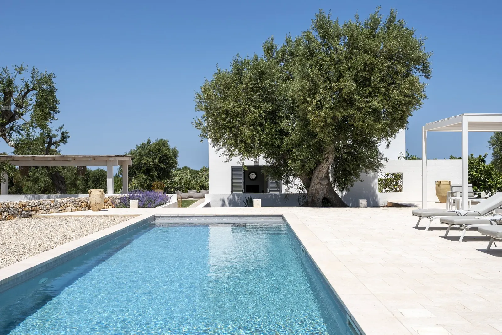 Casa Emilia's pool and olive tree