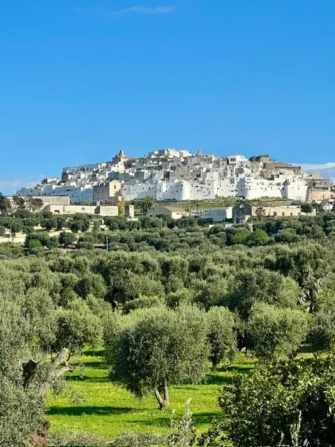Ostuni above the olive groves
