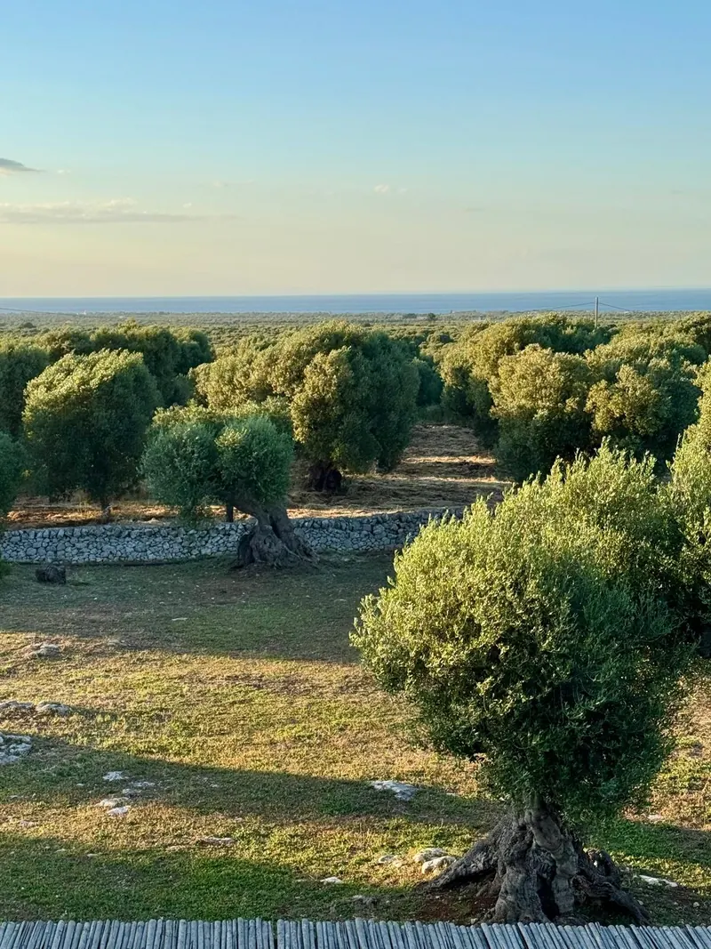 Olive grove running to the sea at sunset