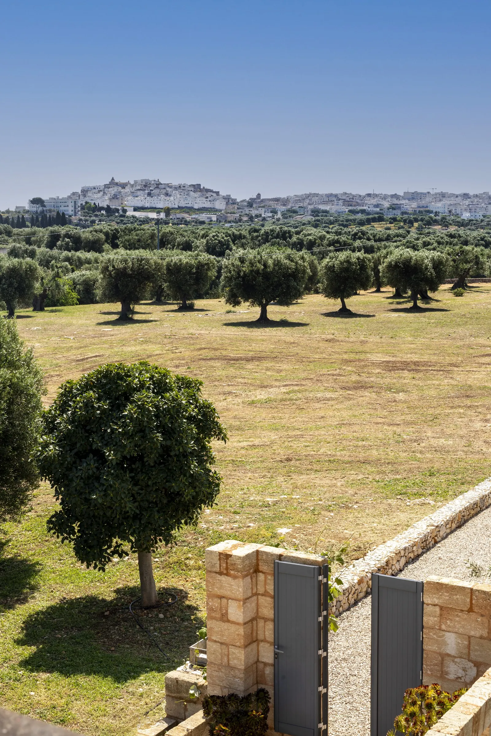 Olive trees with Ostuni on the horizon