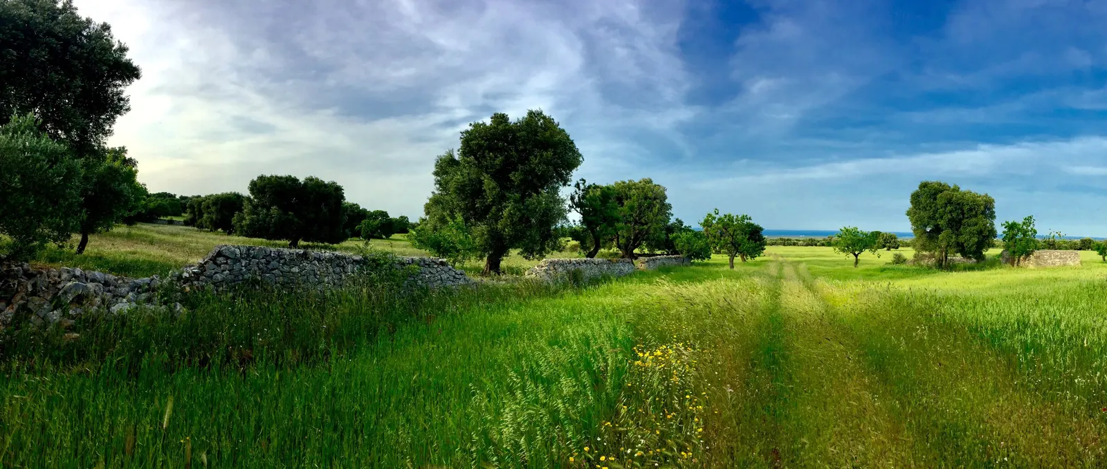 Olive trees and dry-stone walls in a green field running to the sea